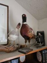 RING NECK PHEASANT AND CANVAS BACK DUCK TAXIDERMY