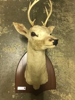 Deer Mount