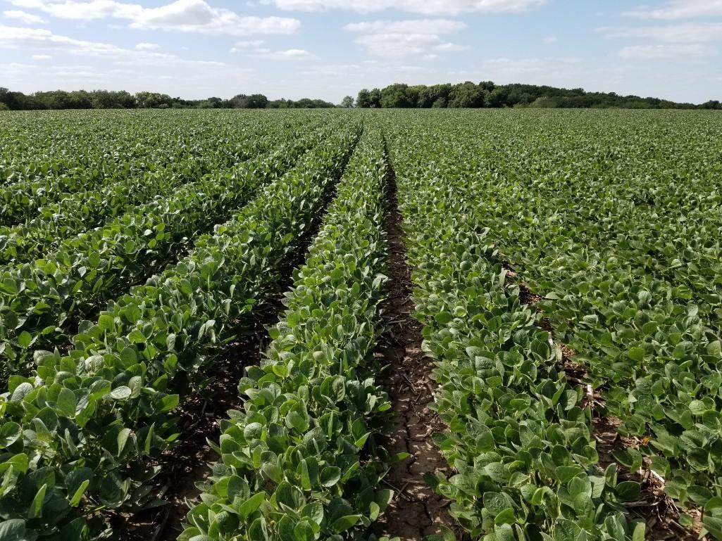 FARM LAND FOR SALE ADAMS COUNTY IOWA (APPROX. 158.5 ACRES)