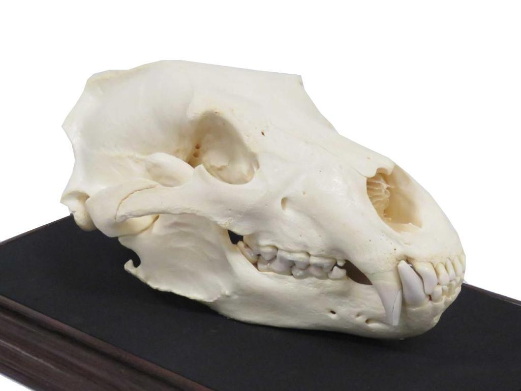 Large Bear Skull. Length 14" (with Display Case)