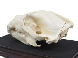 Large Bear Skull. Length 14" (with Display Case)