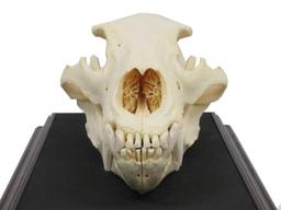 Large Bear Skull. Length 14" (with Display Case)