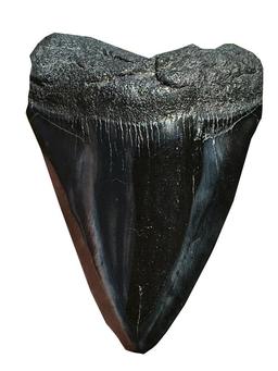 Megalodon Rock Fossil Natural Decor Collectible Specimen Shark Tooth