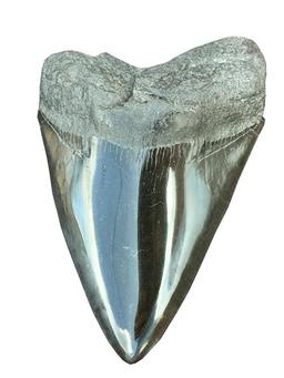 Megalodon Rock Fossil Natural Decor Collectible Specimen Shark Tooth