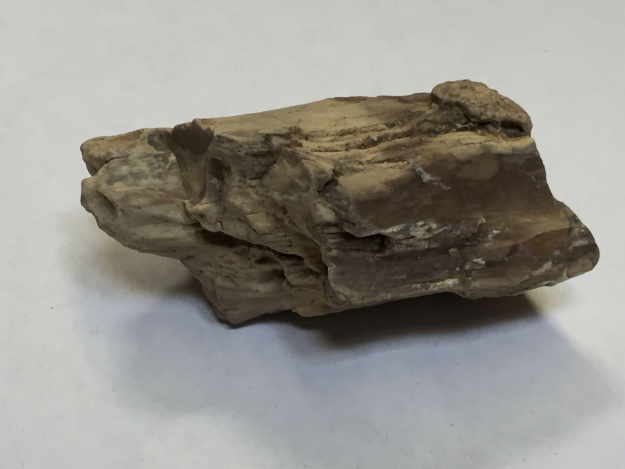 Petrified Fossilized Wood