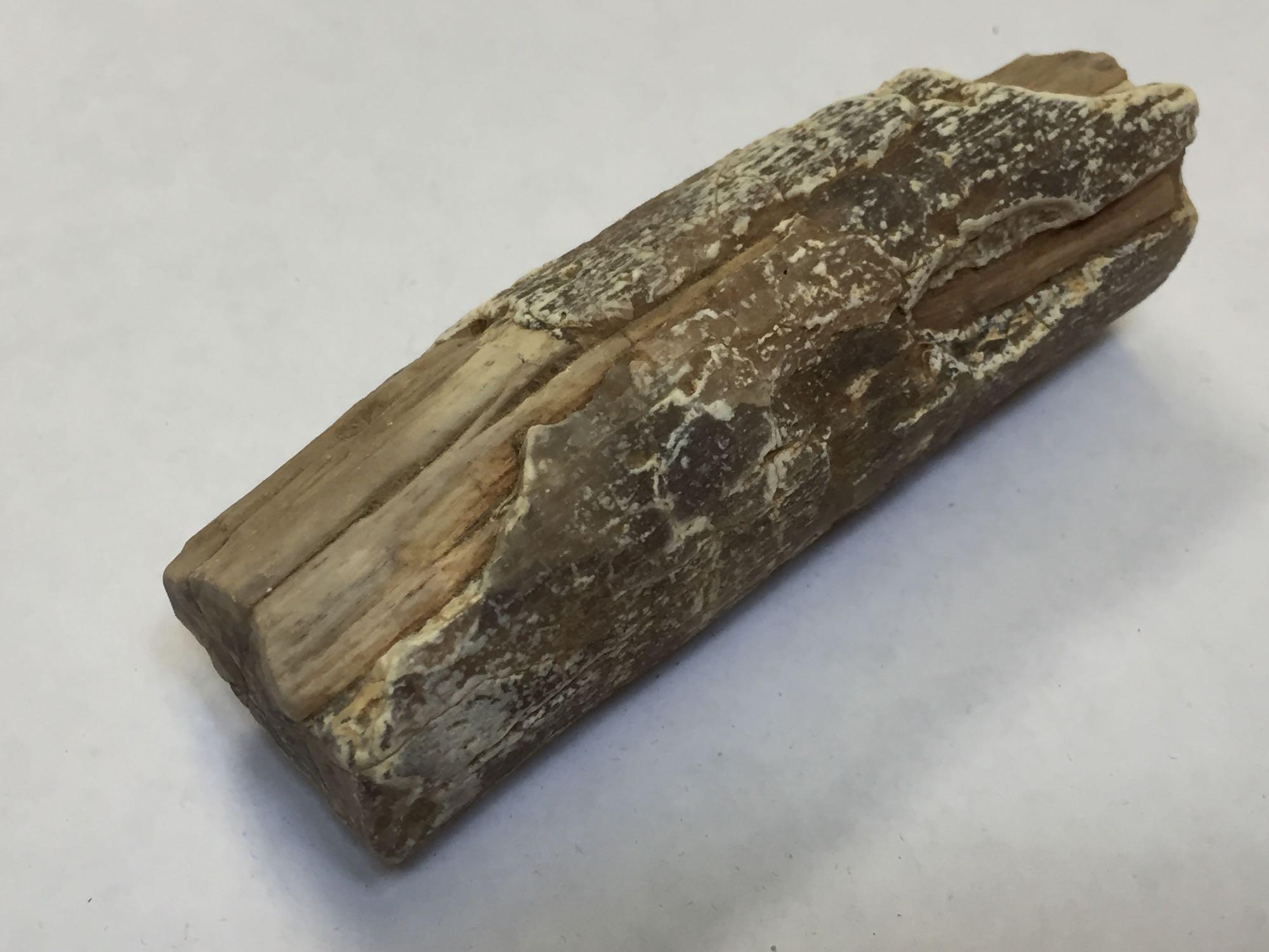 Petrified Fossilized Wood