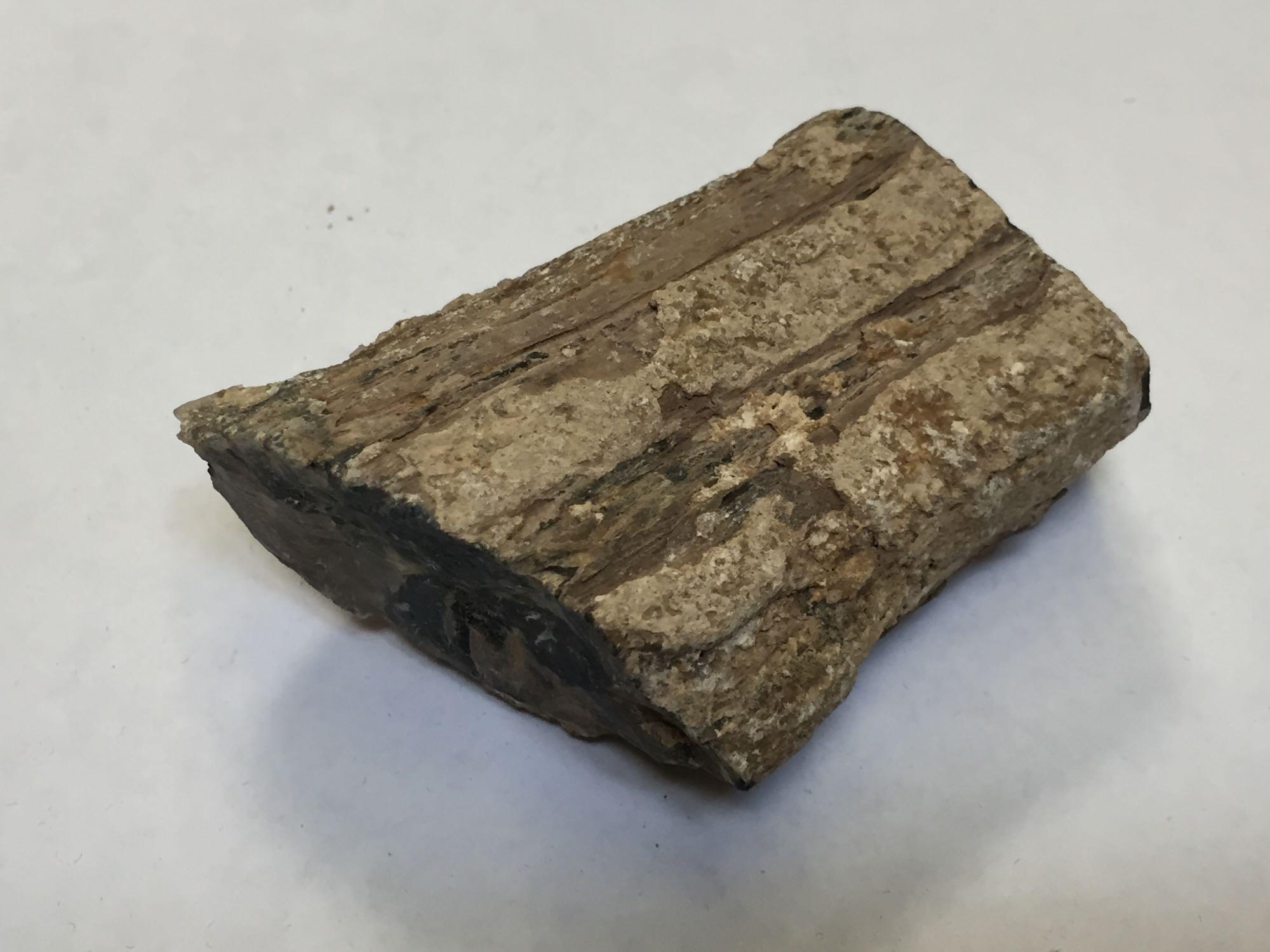 Petrified Fossilized Wood