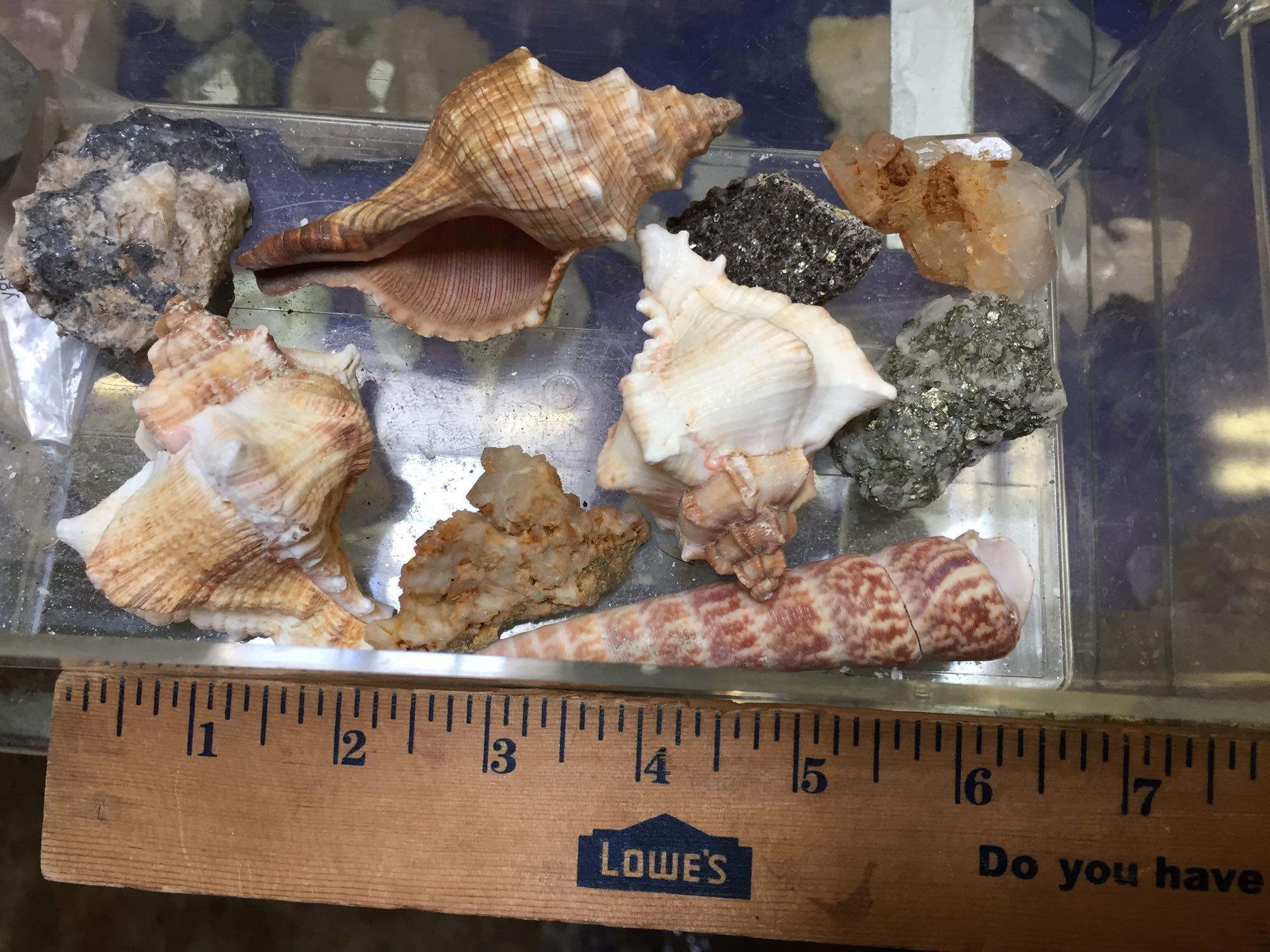 Display with Fossils, Petrified Wood, Crystals, Shells, etc