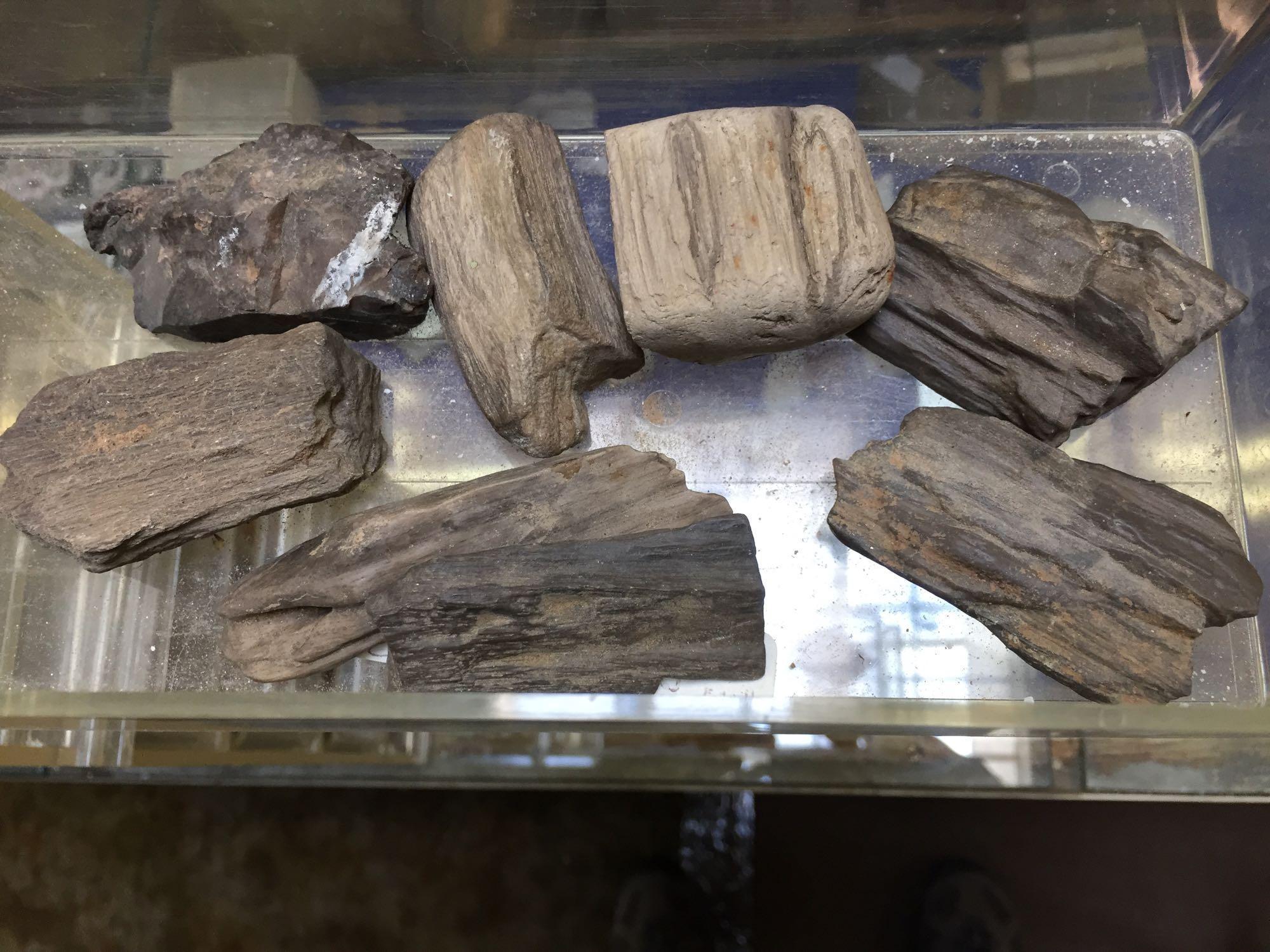 Display with Fossils, Petrified Wood, Crystals, Shells, etc