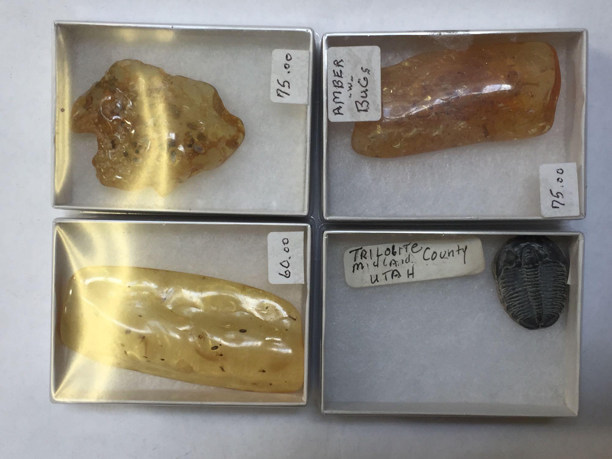 Fossils, Amber with Trapped Insects