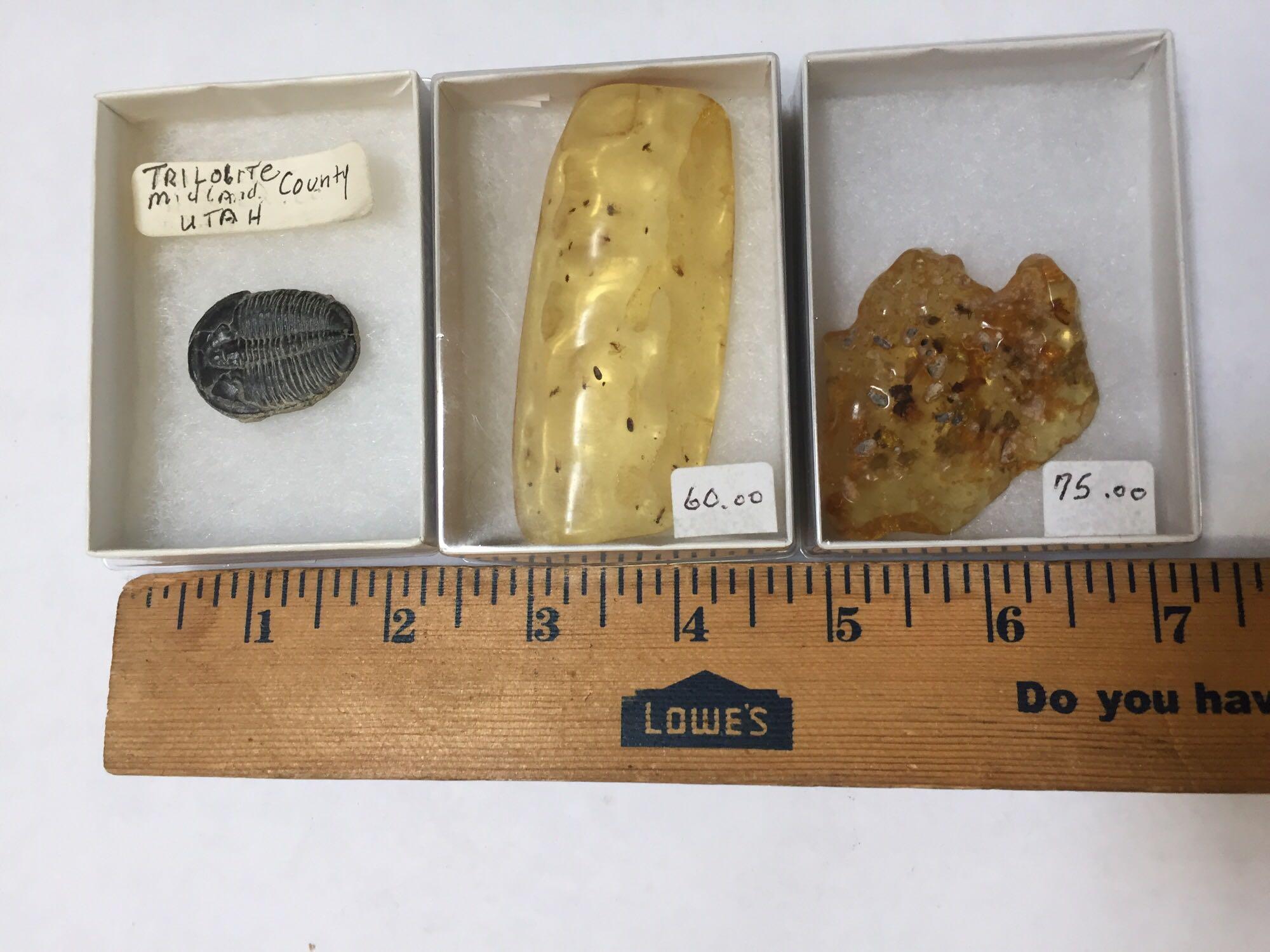 Fossils, Amber with Trapped Insects