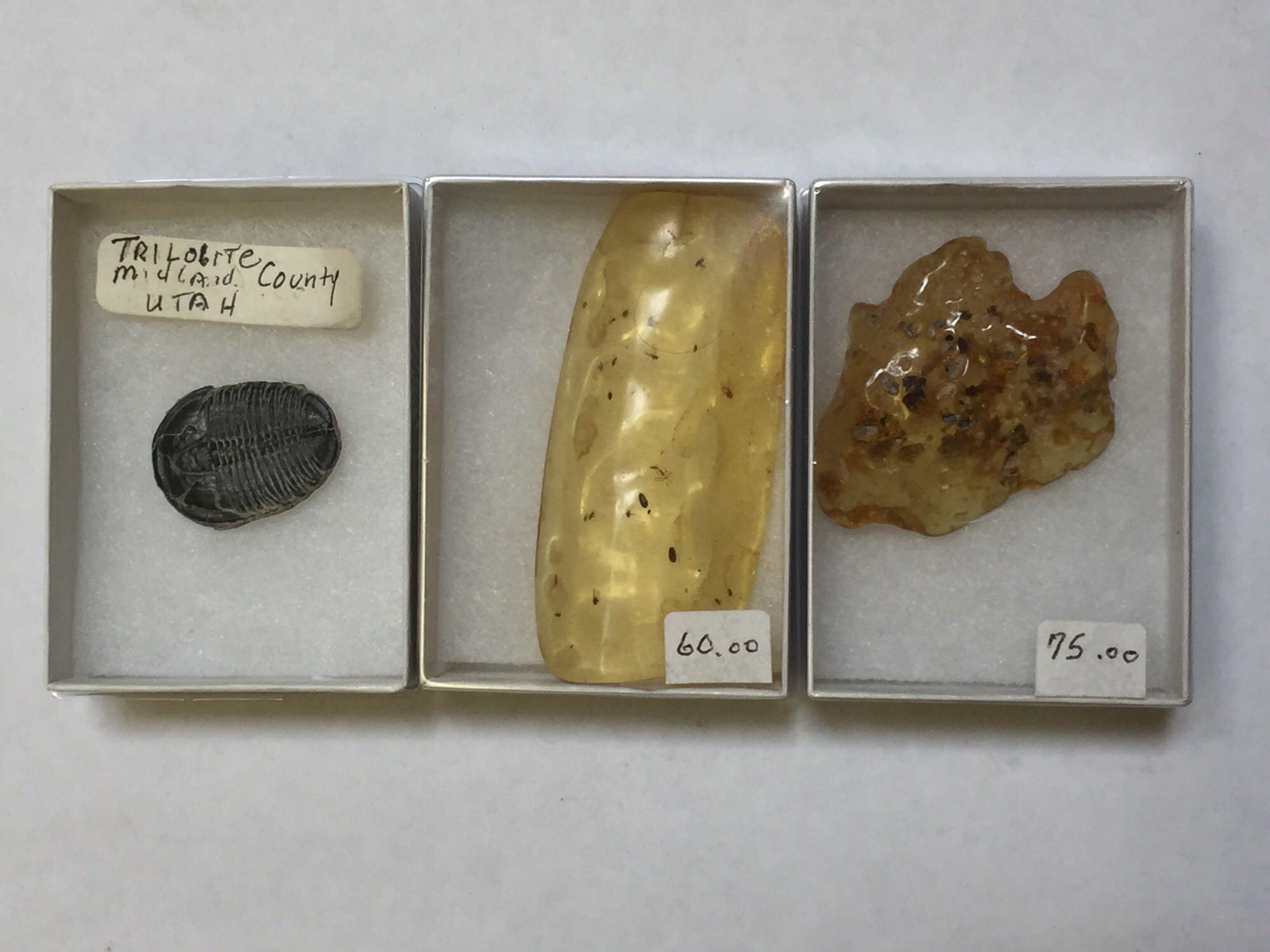 Fossils, Amber with Trapped Insects