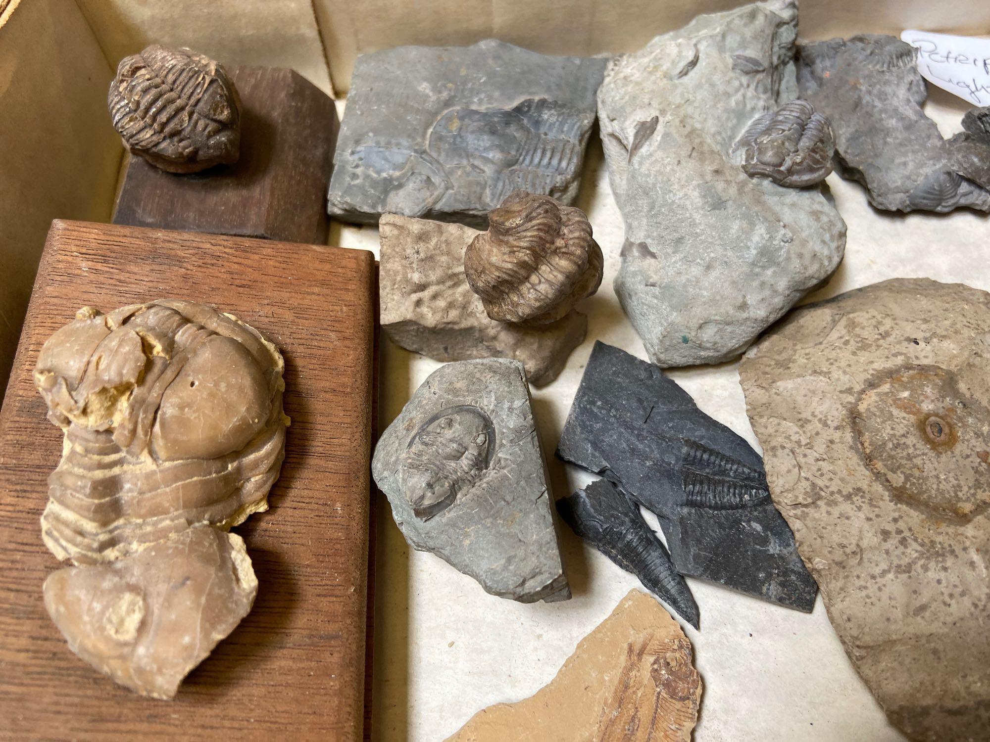 Lot of Fossils, Sharks Teeth, Wyo. Fish, Petrified Wood, etc