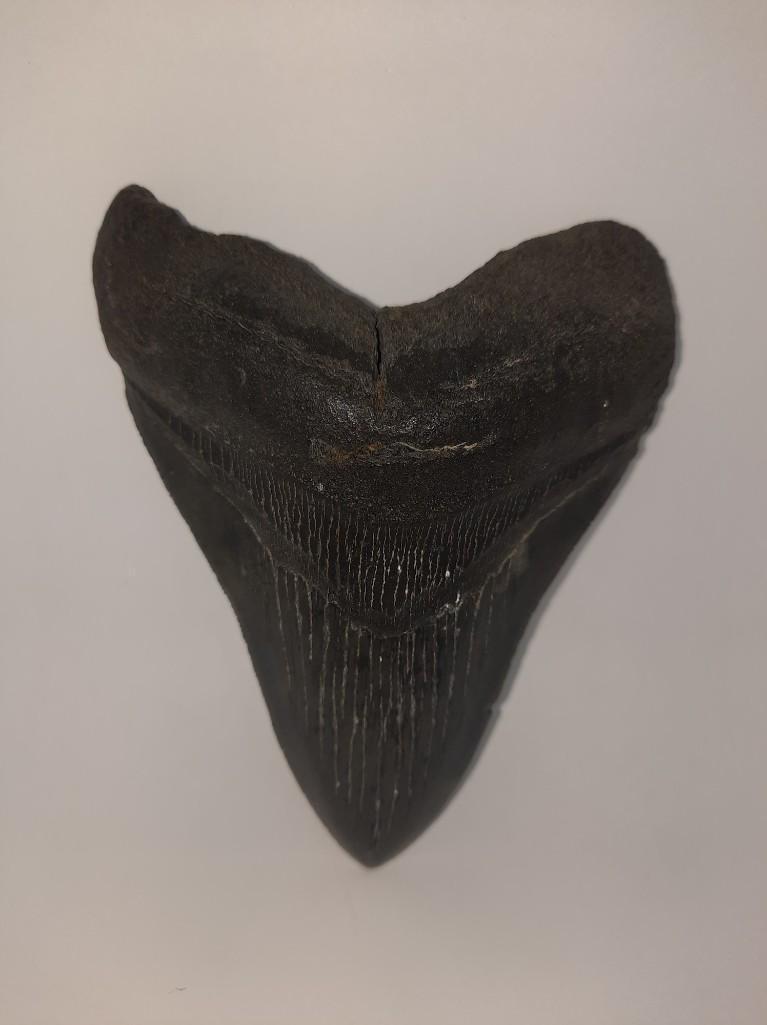 Megoladon Shark Tooth Fossil Decorative 5in length