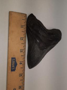 Megoladon Shark Tooth Fossil Decorative 5in length