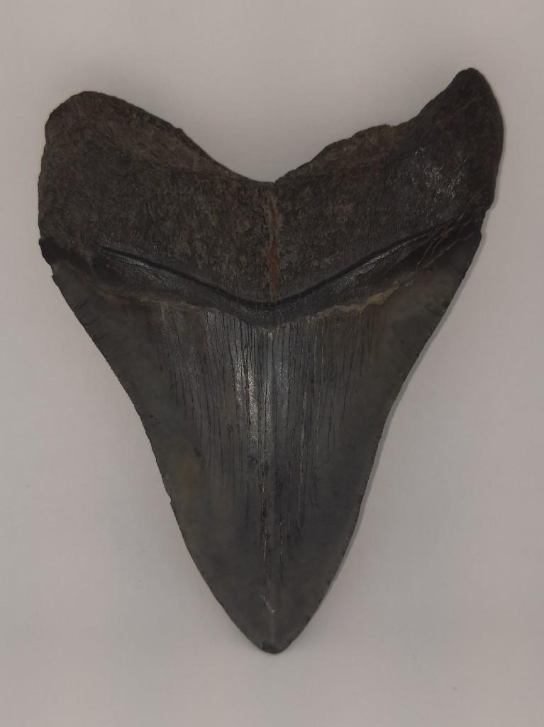 Megoladon Shark Tooth Fossil Decorative 5in length