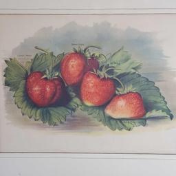 4 Vintage framed poster/prints Depicting fruits and vegetables