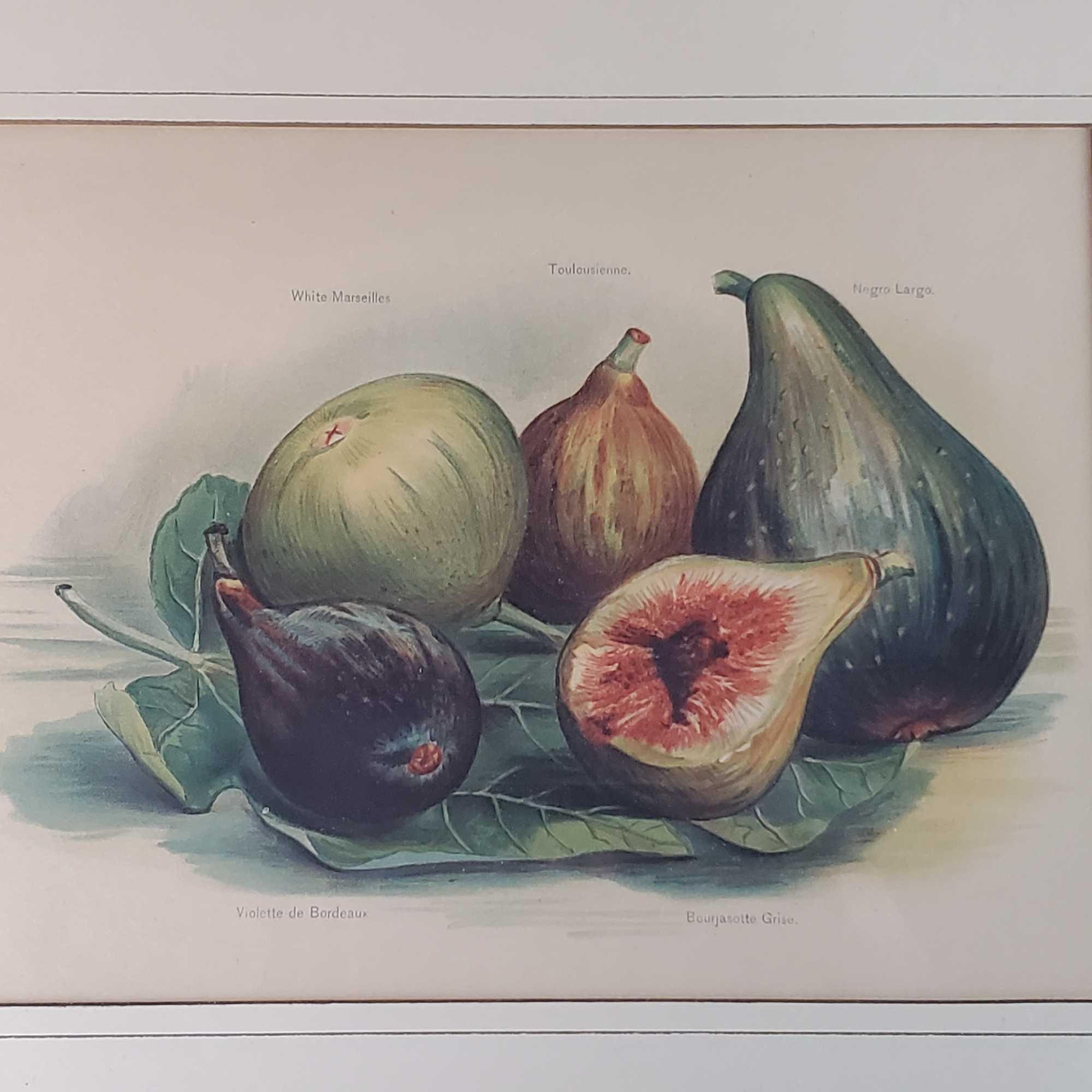 4 Vintage framed poster/prints Depicting fruits and vegetables