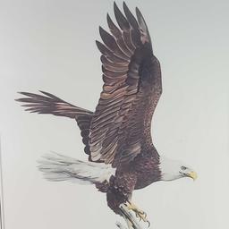 Framed American bald eagle print signed Hugh Hirtle