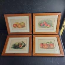 4 Vintage framed poster/prints Depicting fruits and vegetables