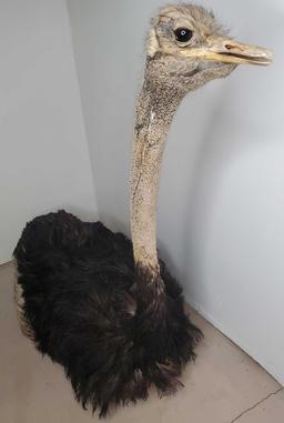 Full body Ostrich mount