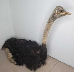 Full body Ostrich mount