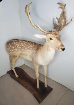 Australian Fallow Deer Full Body Mount