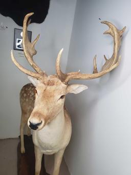 Australian Fallow Deer Full Body Mount