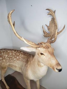 Australian Fallow Deer Full Body Mount