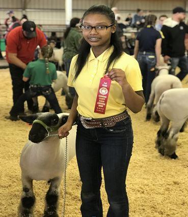 MERZEDEZ MCNACK MUSTANG FFA - Sheep