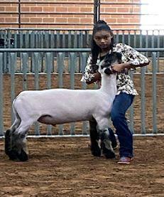 MERZEDEZ MCNACK MUSTANG FFA - Sheep