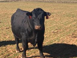 Registered Angus Bull, 2 Years Old