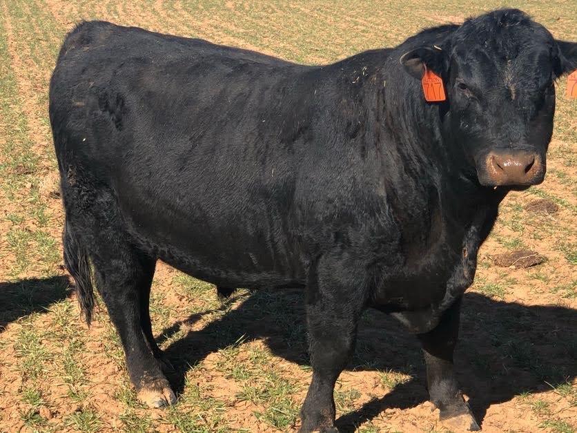 Registered Angus Bull, 2 Years Old