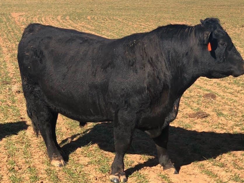 Registered Angus Bull, 2 Years Old