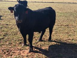 Registered Angus Bull, 2 Years Old
