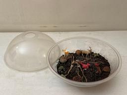 Plastic Terrarium