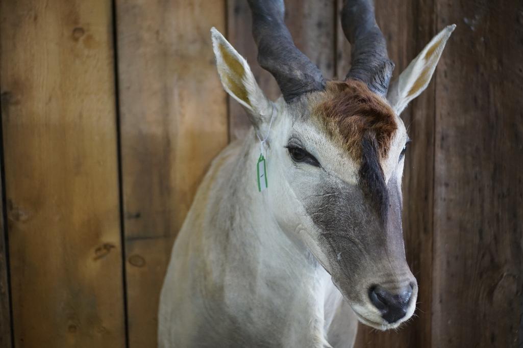 Eland Shoulder