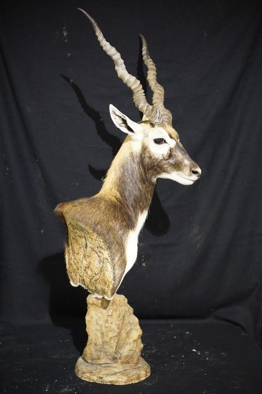 Blackbuck Pedestal