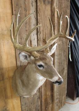 Whitetail Shoulder