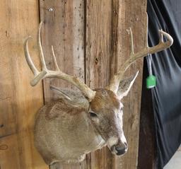 Whitetail Shoulder