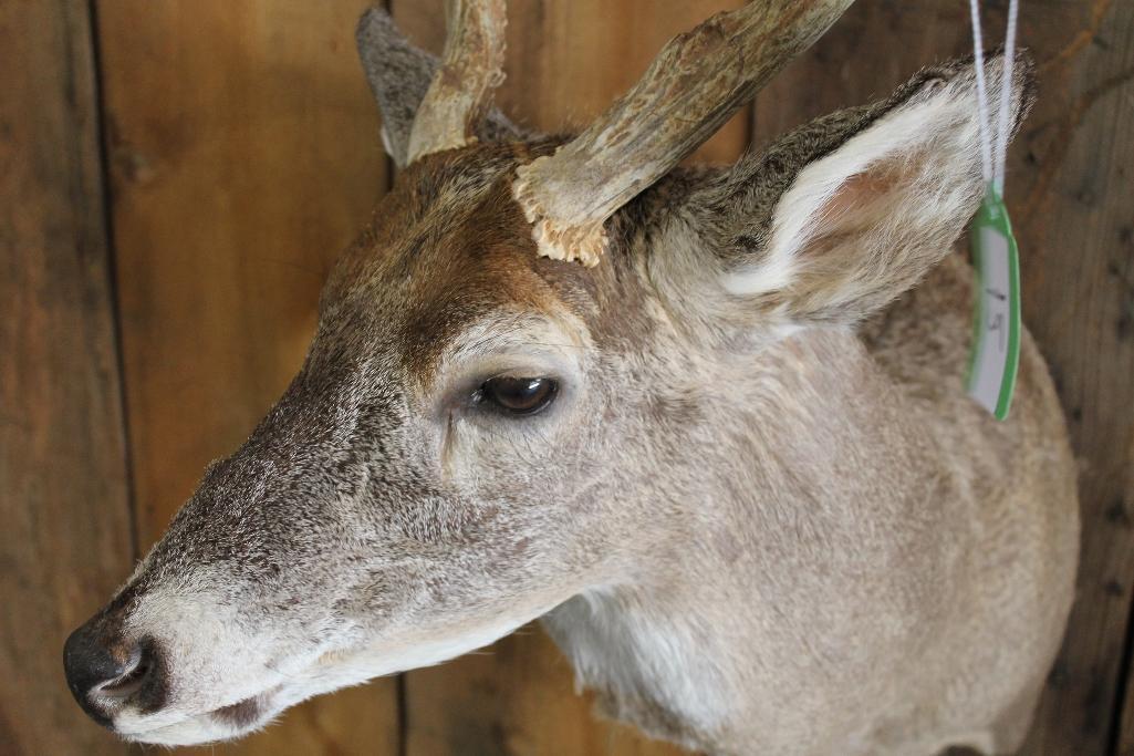 Whitetail Shoulder