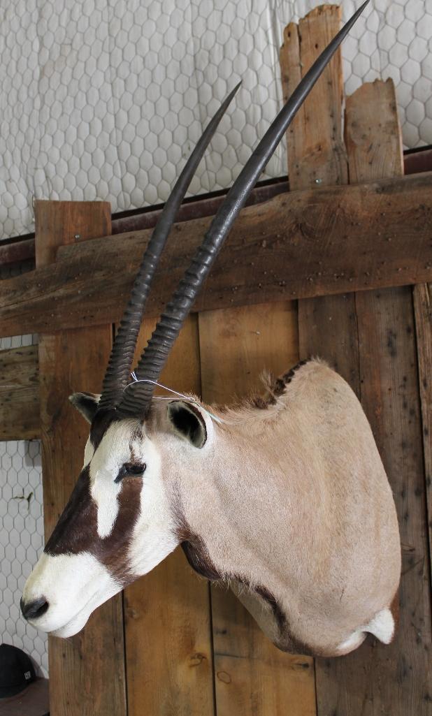 Gemsbok Shoulder