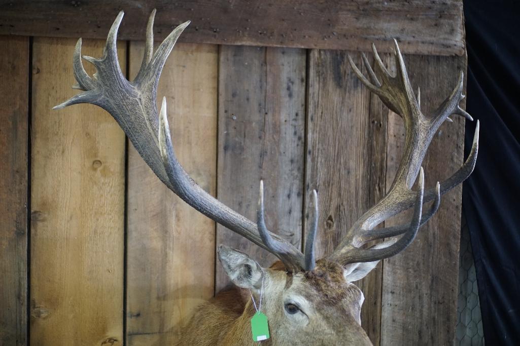 Red Stag Shoulder