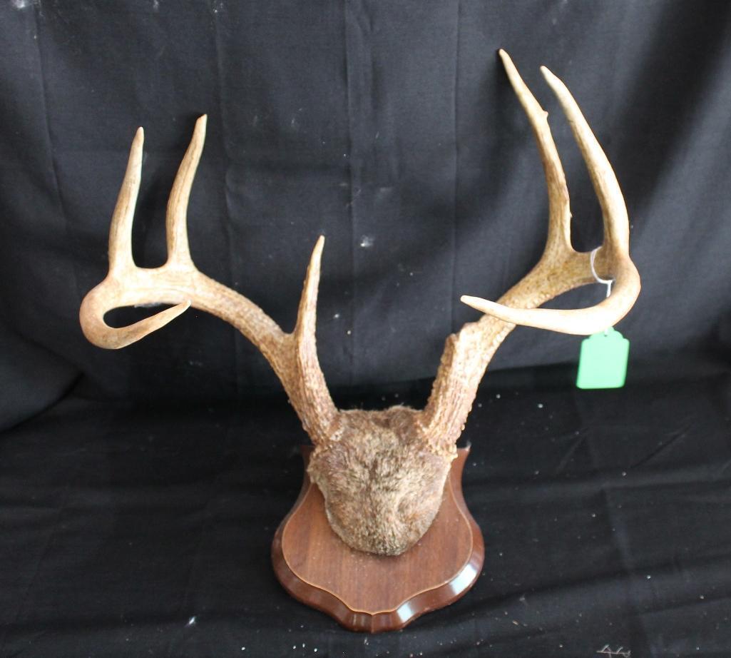 Whitetail Antlers