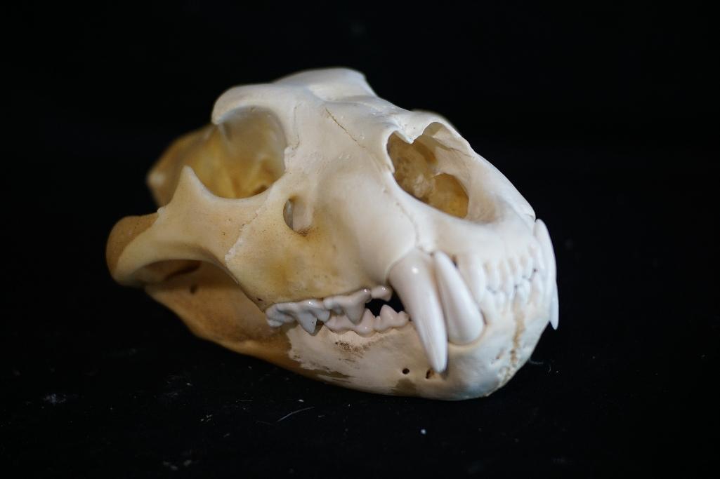 Lion Skull