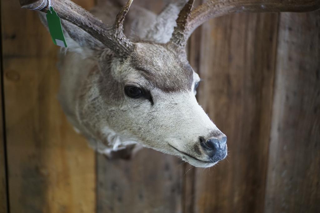 Mule Deer Shoulder