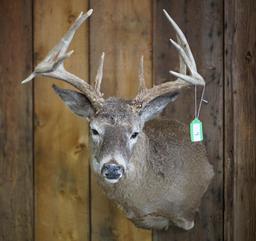 Whitetail Shoulder