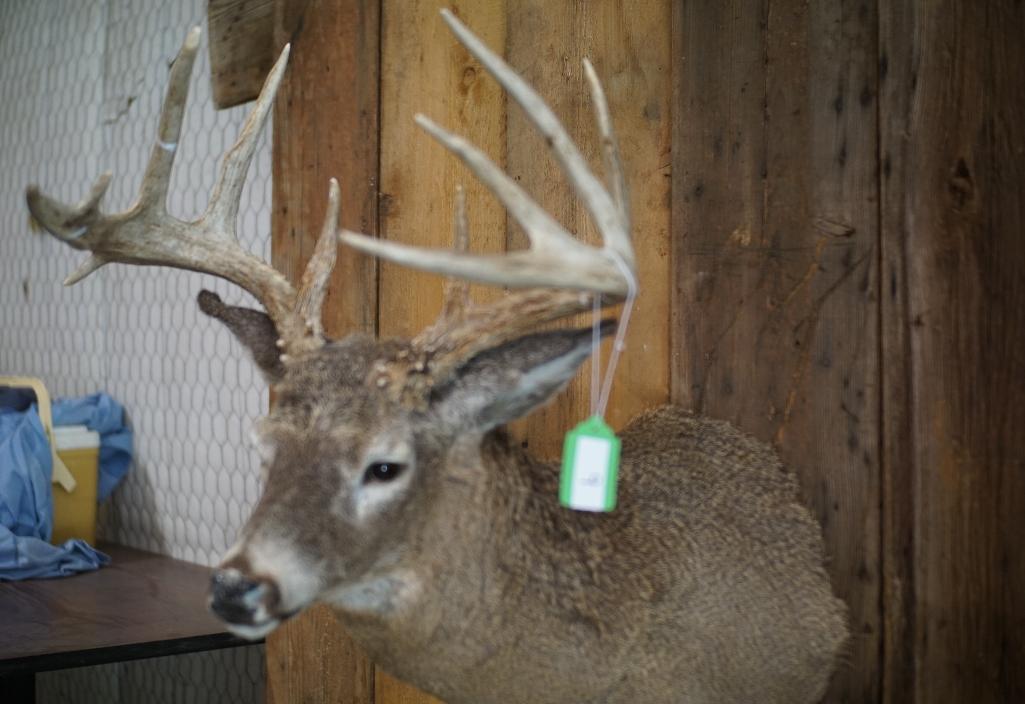 Whitetail Shoulder