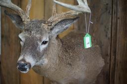 Whitetail Shoulder