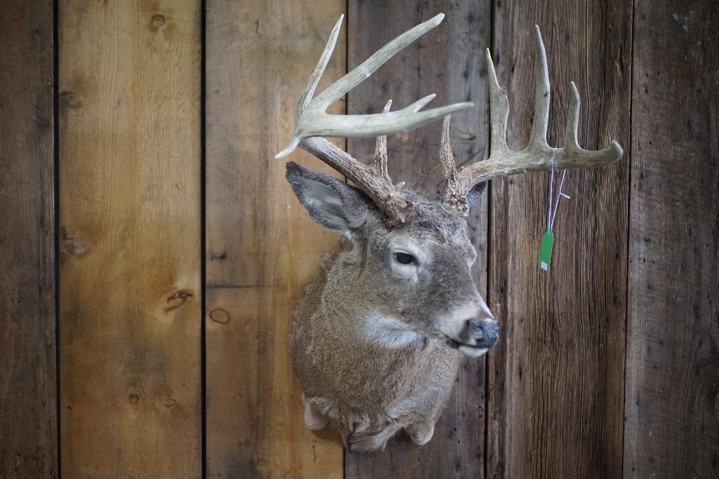 Whitetail Shoulder